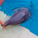 Image for article titled SeaWorld Has a New PR Nightmare: This Girl Who Was Bitten by a Dolphin